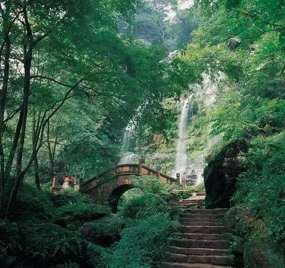 五彩鹦鹉救援